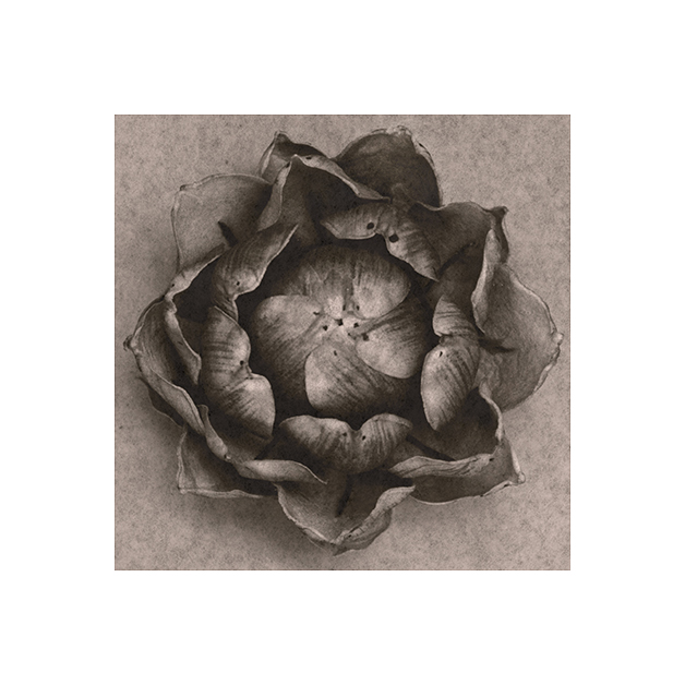 sergio-zavattieri-lotus_-flower_2011